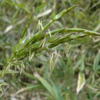 ササの花！！ isshouchizasa-200x200.jpg